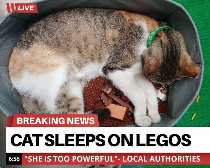 LIVE BREAKING NEWS CAT SLEEPS ON LEGOS 6:56 "SHE IS TOO POWERFUL"- LOCAL AUTHORITIES