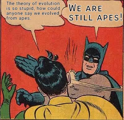 The theory of evolution is so stupid, how could anyone say we evolved from apes. WE ARE STILL APES!