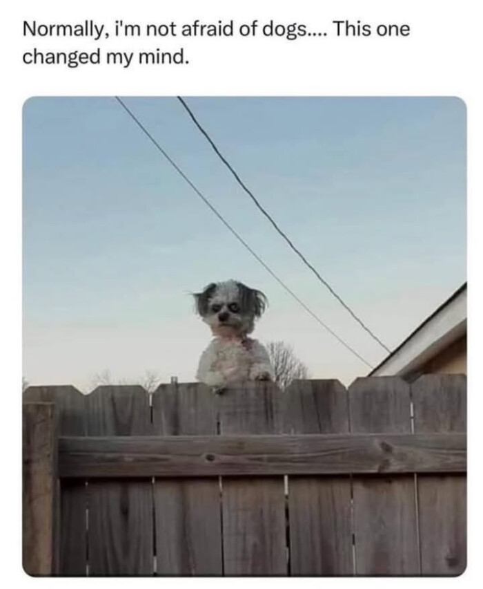 Normally, i'm not afraid of dogs.... This one changed my mind.