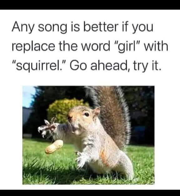 Any song is better if you replace the word "girl" with "squirrel." Go ahead, try it.