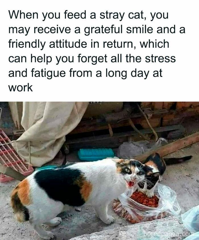 When you feed a stray cat, may receive grateful smile and friendly attitude in return, which can help forget all the stress fatigue from long day at work