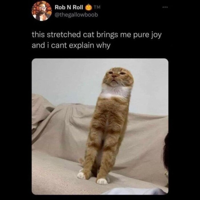 TM this stretched cat brings me pure joy and i cant explain why