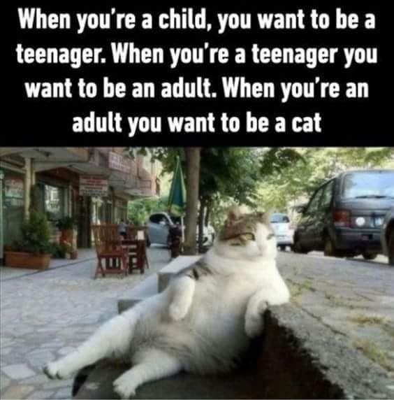 When you're a child, you want to be teenager. teenager an adult. adult cat