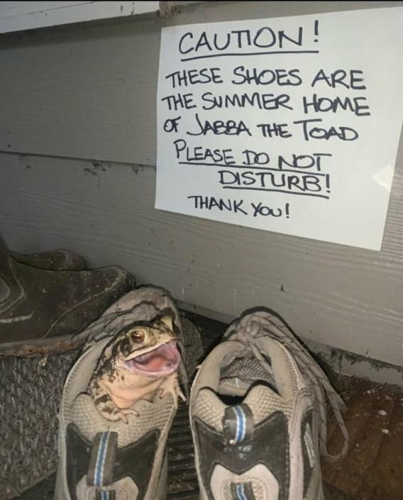 CAUTION! THESE SHOES ARE THE SUMMER HOME Of JABBA TOAD PLEASE DO NOT DISTURB! THANK YOU!