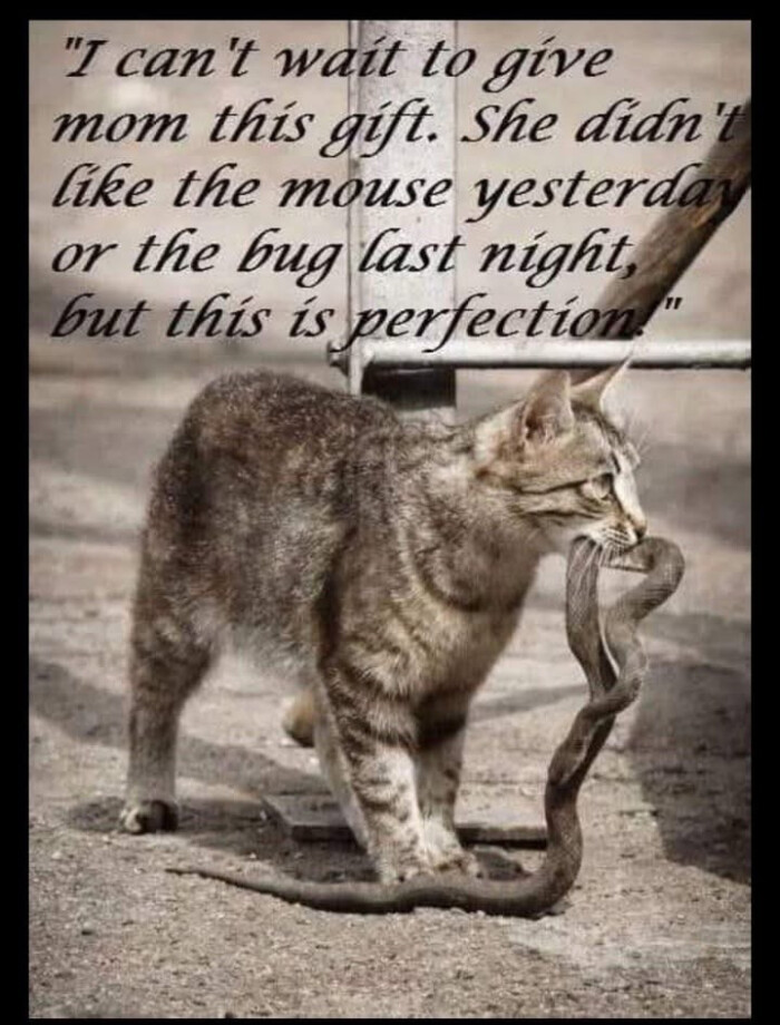 "I can't wait to give mom this gift. She didn' like the mouse yesterday or bug last night. but is perfection