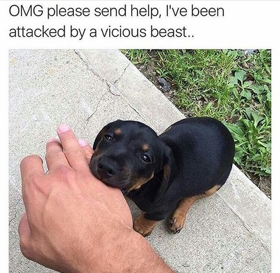 Meme by wholesomedoggos