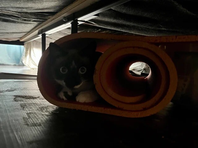 Post a Photo of Your Cat’s Best “Hiding Spot”