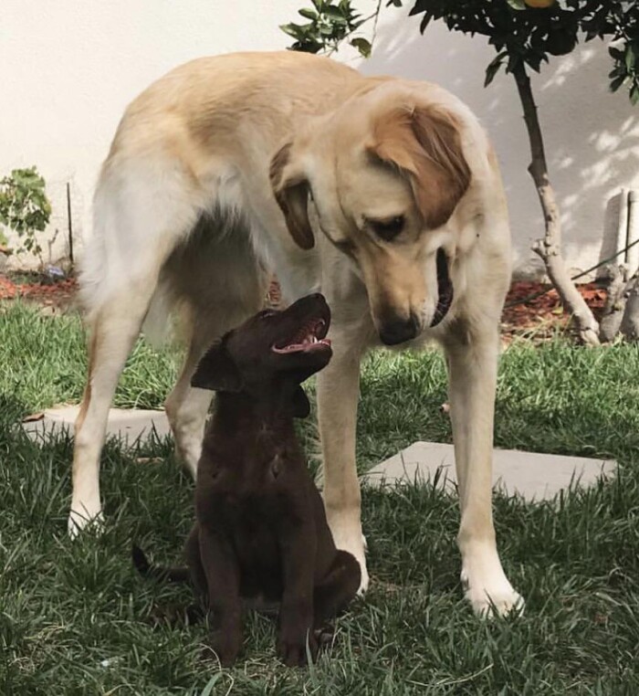 Post a Picture of Your Dog Meeting a New Friend (Animal or Human)