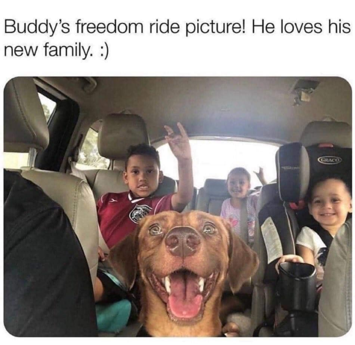 Meme by wholesomedoggos