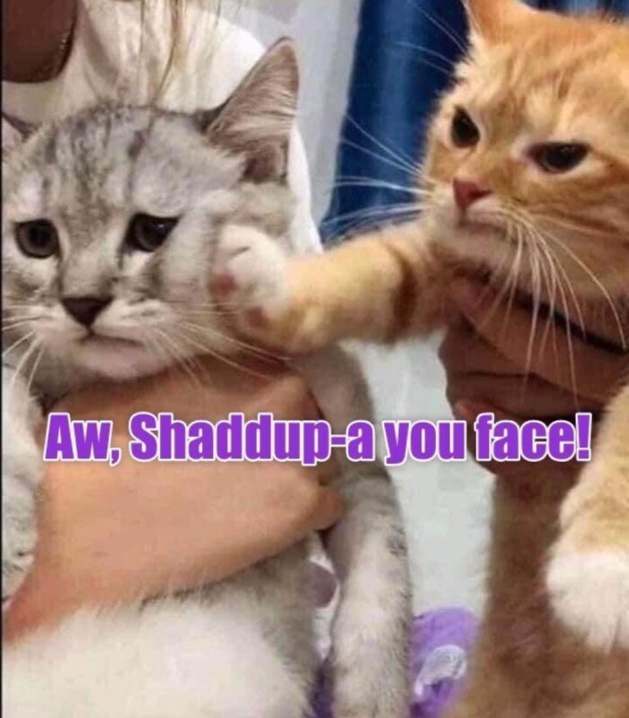 Meme by postyourcats
