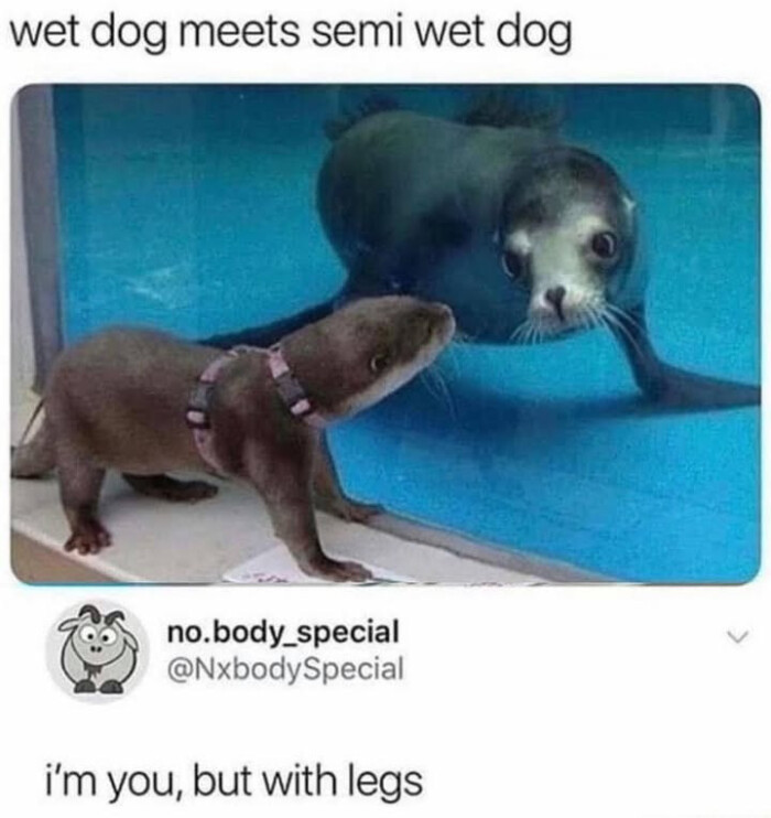 wet dog meets semi