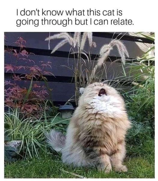 I don't know what this cat is going through but can relate.