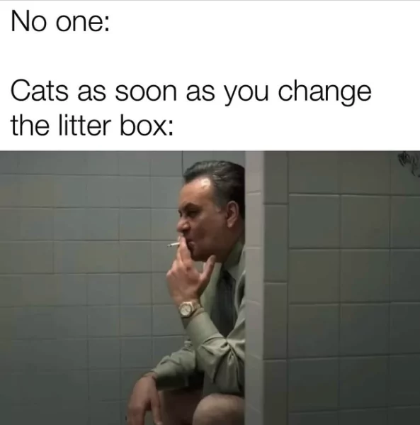 No one: Cats as soon you change the litter box: