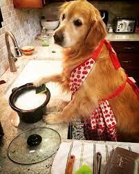 Upload a Photo of Your Dog Trying to “Help” with Your Work or Chores