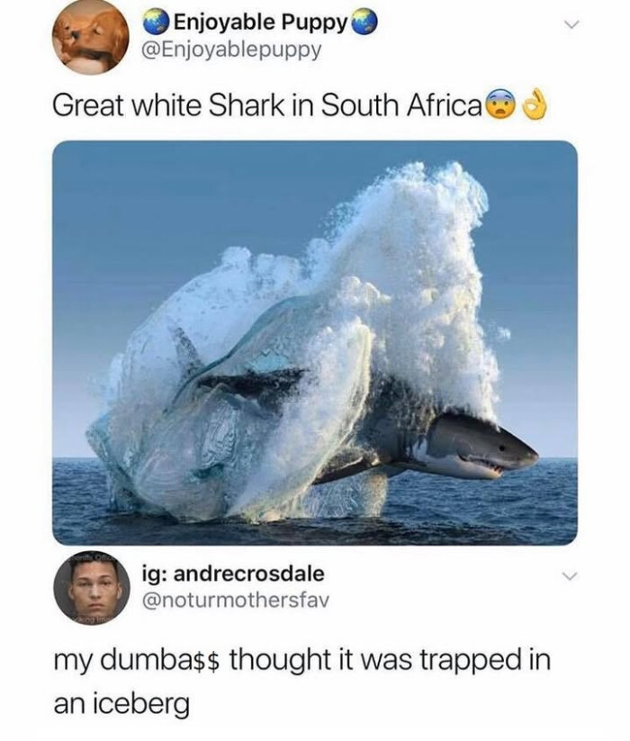 Enjoyable Puppy Great white Shark in South Africa