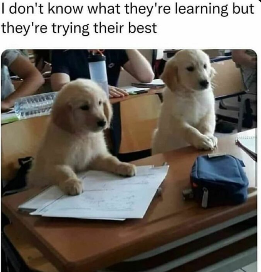 Meme by wholesomedoggos