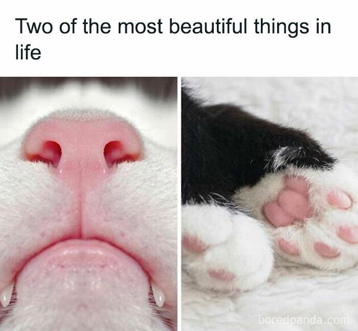 Two of the most beautiful things in life boredpanda.com