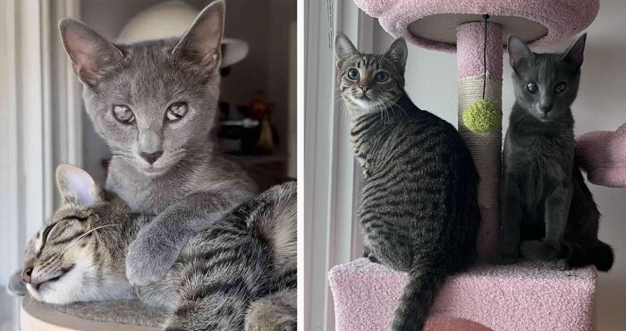 Meme by postyourcats