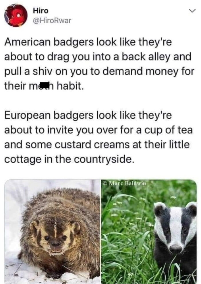 Hiro American badgers look like they're about to drag you into a back alley and pull shiv on demand money for their mesh habit. European invite over cup of tea some custard creams at little cottage in the countryside. Marc Baldwin