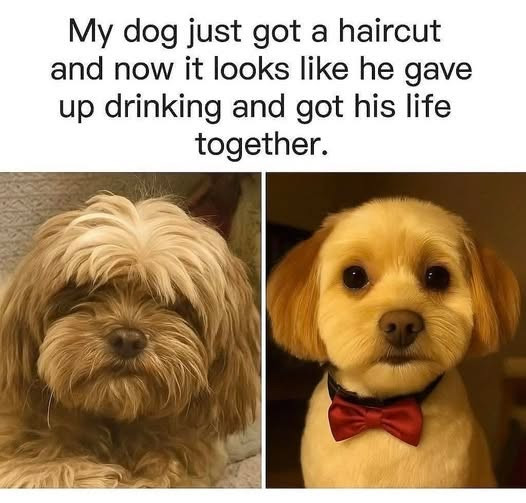 My dog just got a haircut and now it looks like he gave up drinking his life together.