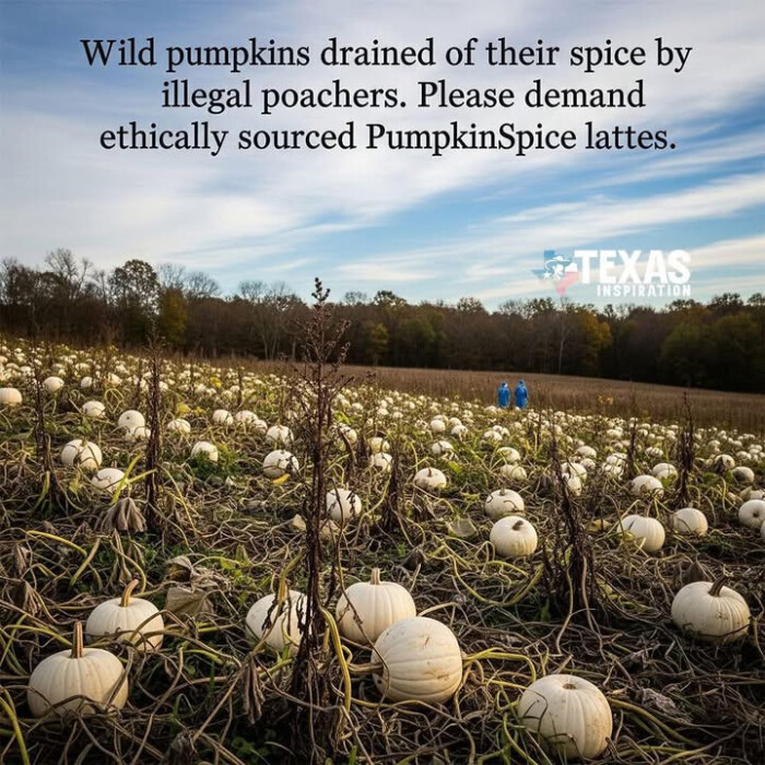 Wild pumpkins drained of their spice by illegal poachers. Please demand ethically sourced PumpkinSpice lattes.