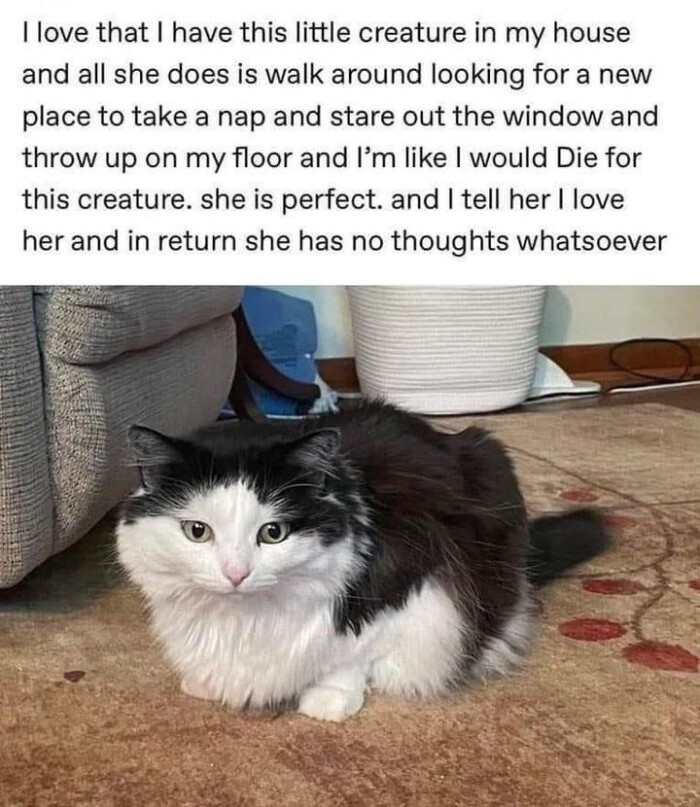 love that I have this little creature in my house and all she does is walk around looking for a new place to take nap stare out the window throw up on floor l'm like would Die creature. perfect. tell her return has no thoughts whatsoever