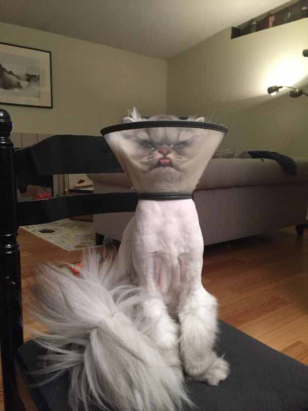 Meme by catsoncatnip