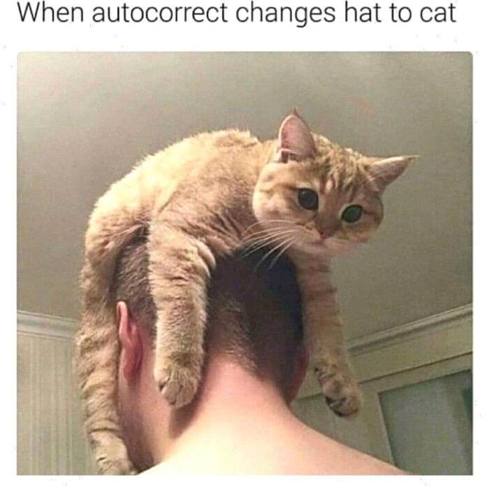 Meme by postyourcats