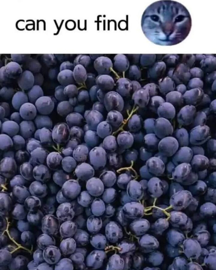 Meme by cheesesausage