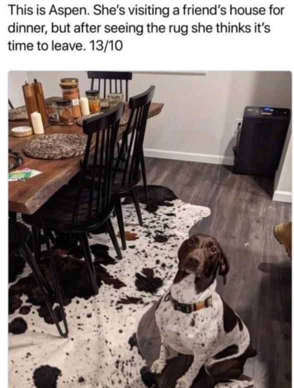 This is Aspen. She's visiting a friend's house for dinner, but after seeing the rug she thinks it's time to leave. 13/10