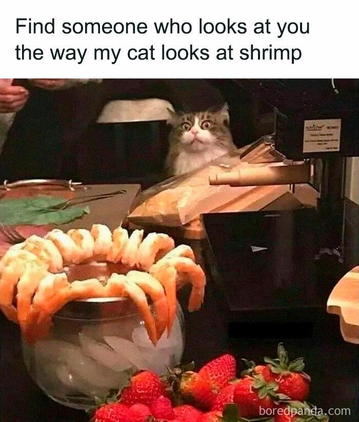 Meme by catsoncatnip