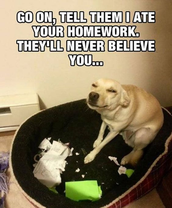 Meme by wholesomedoggos