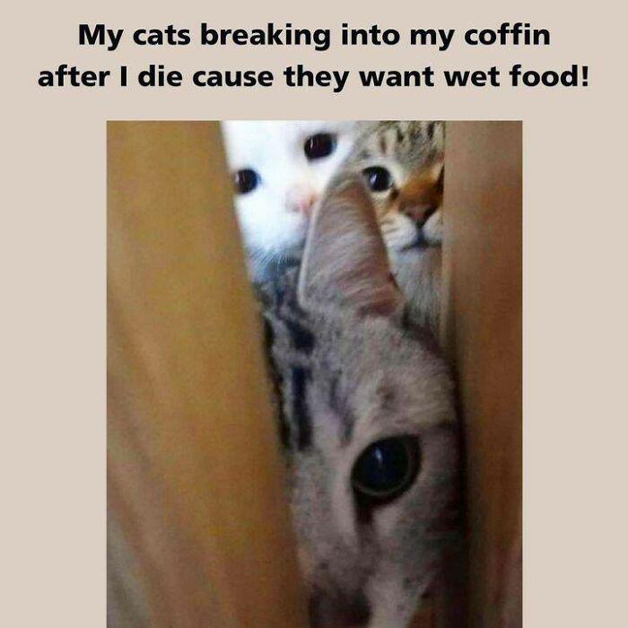 My cats breaking into my coffin after I die cause they want wet food!