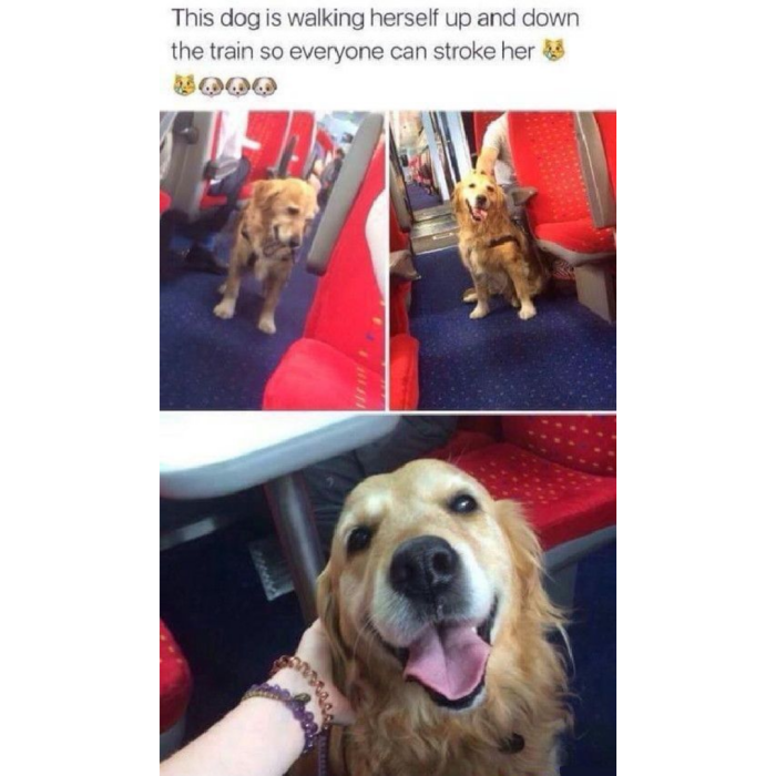 Meme by doge