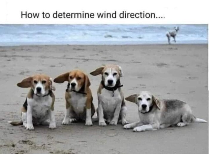 Meme by doge