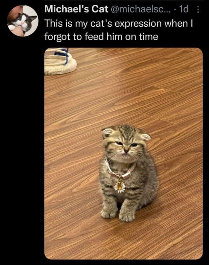 Meme by postyourcats