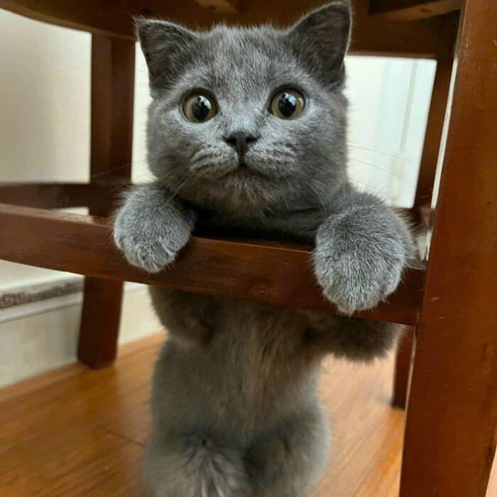 Meme by catsoncatnip