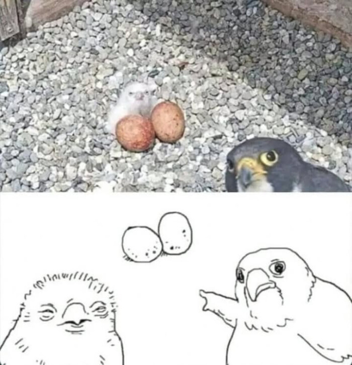 Meme by pupperdoggo