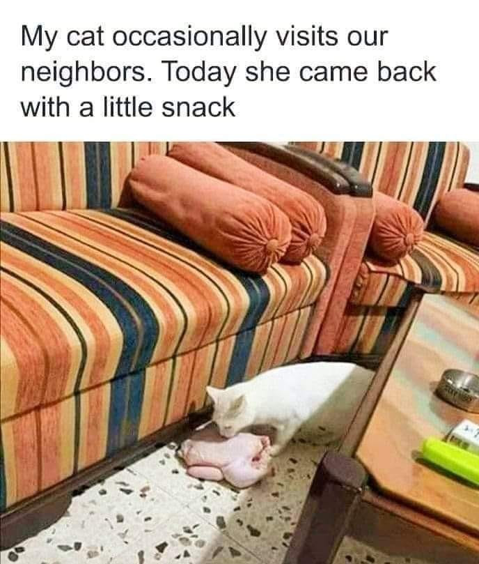 My cat occasionally visits our neighbors. Today she came back with a little snack