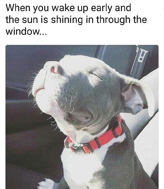 Meme by wholesomedoggos