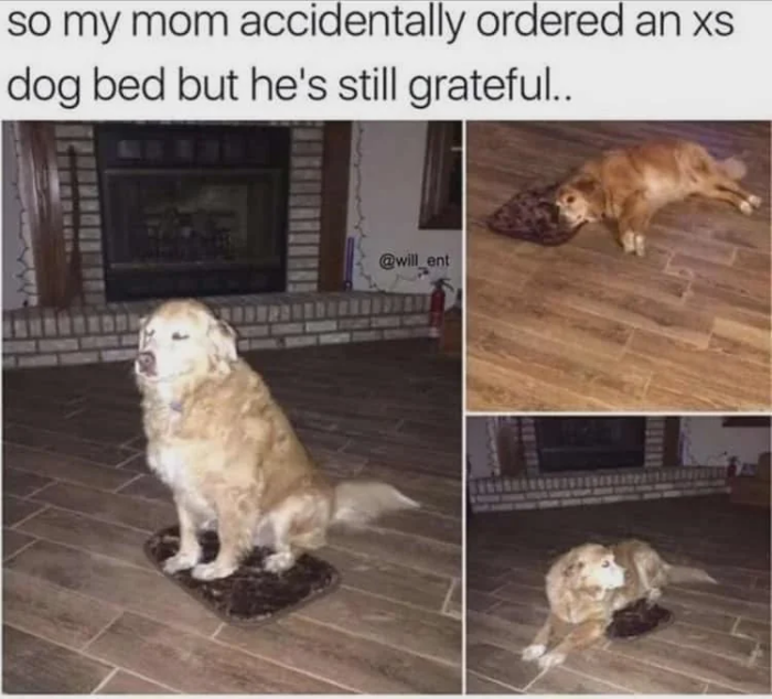 Meme by wholesomedoggos