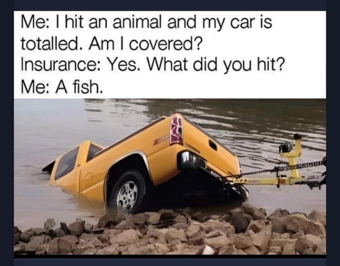 Me: I hit an animal and my car is totalled. Am covered? Insurance: Yes. What did you hit? A fish.