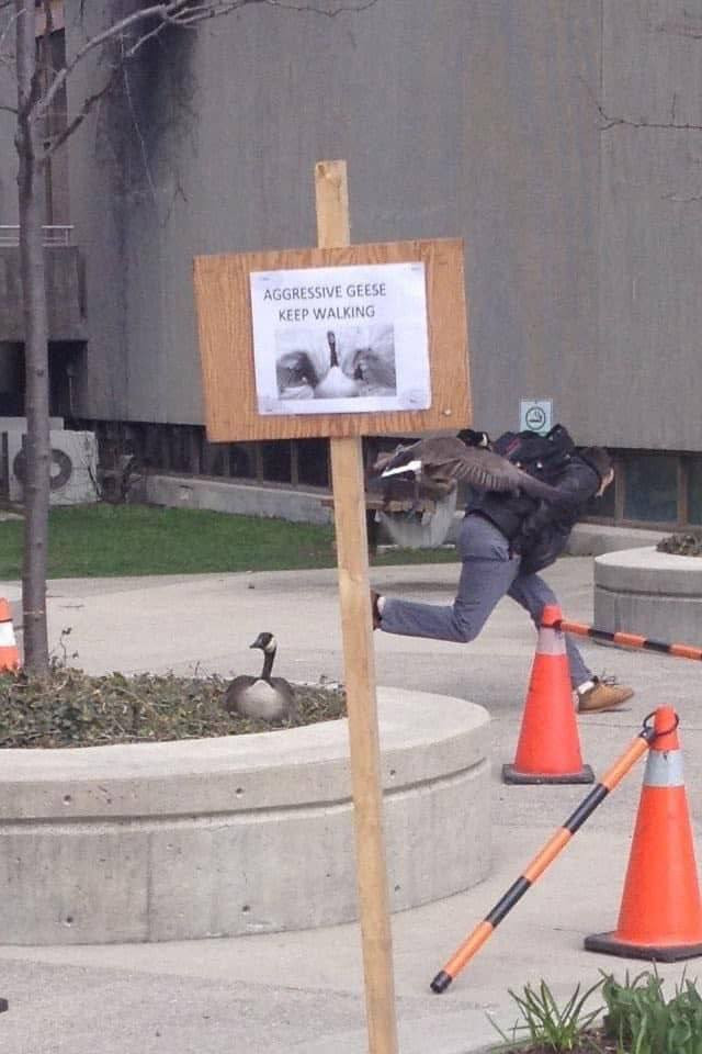 AGGRESSIVE GEESE KEEP WALKING