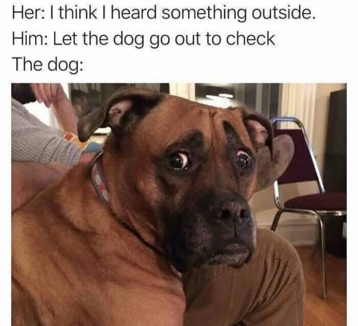Her: I think heard something outside. Him: Let the dog go out to check The dog: