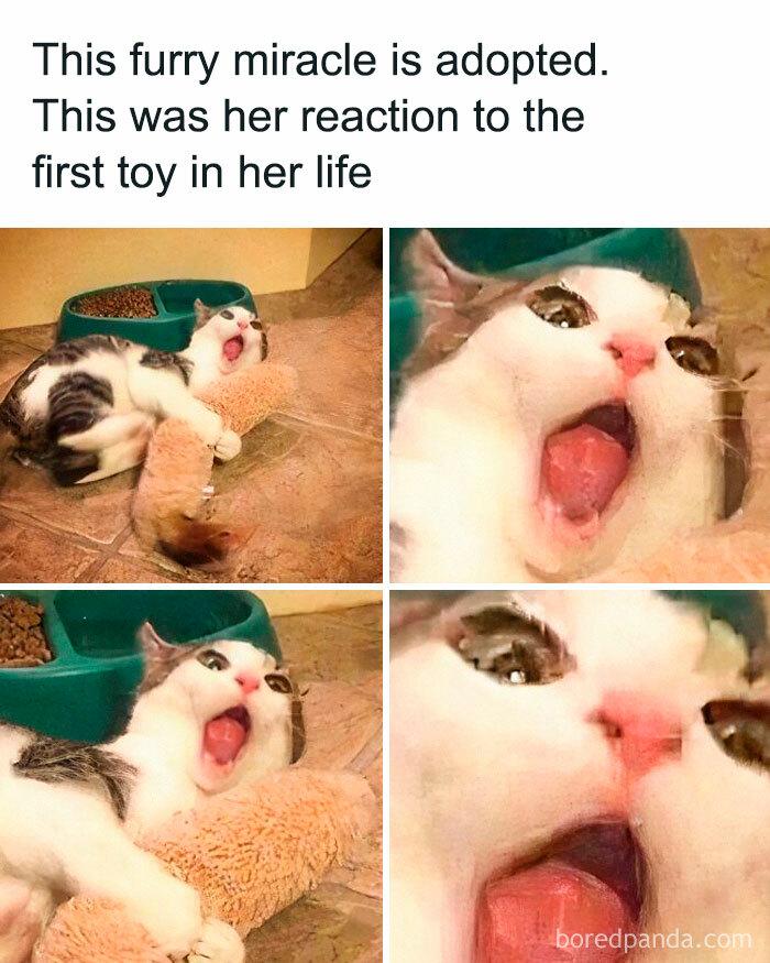 This furry miracle is adopted. was her reaction to the first toy in life boredpanda.com