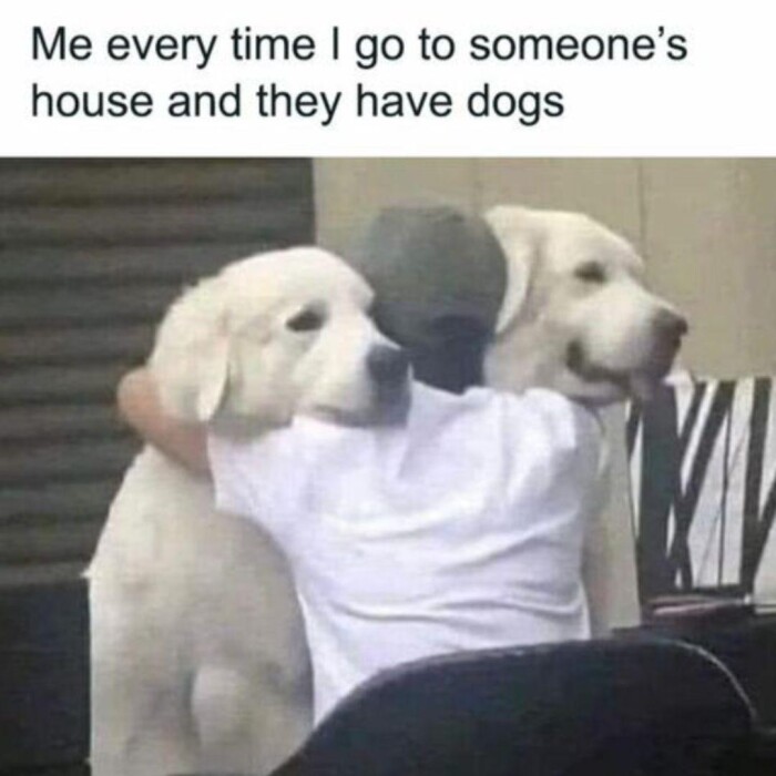 Meme by doge