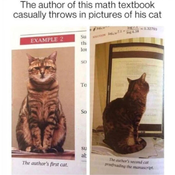 Meme by catsoncatnip