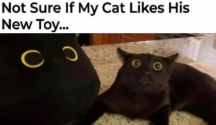 Meme by catsoncatnip