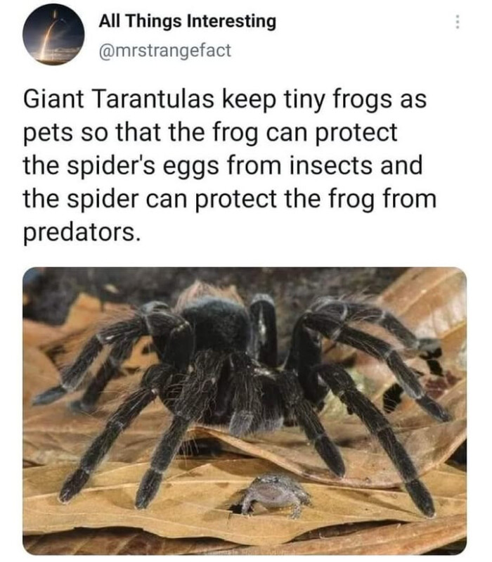 All Things Interesting Giant Tarantulas keep tiny frogs as pets so that the frog can protect spider's eggs from insects and spider predators.