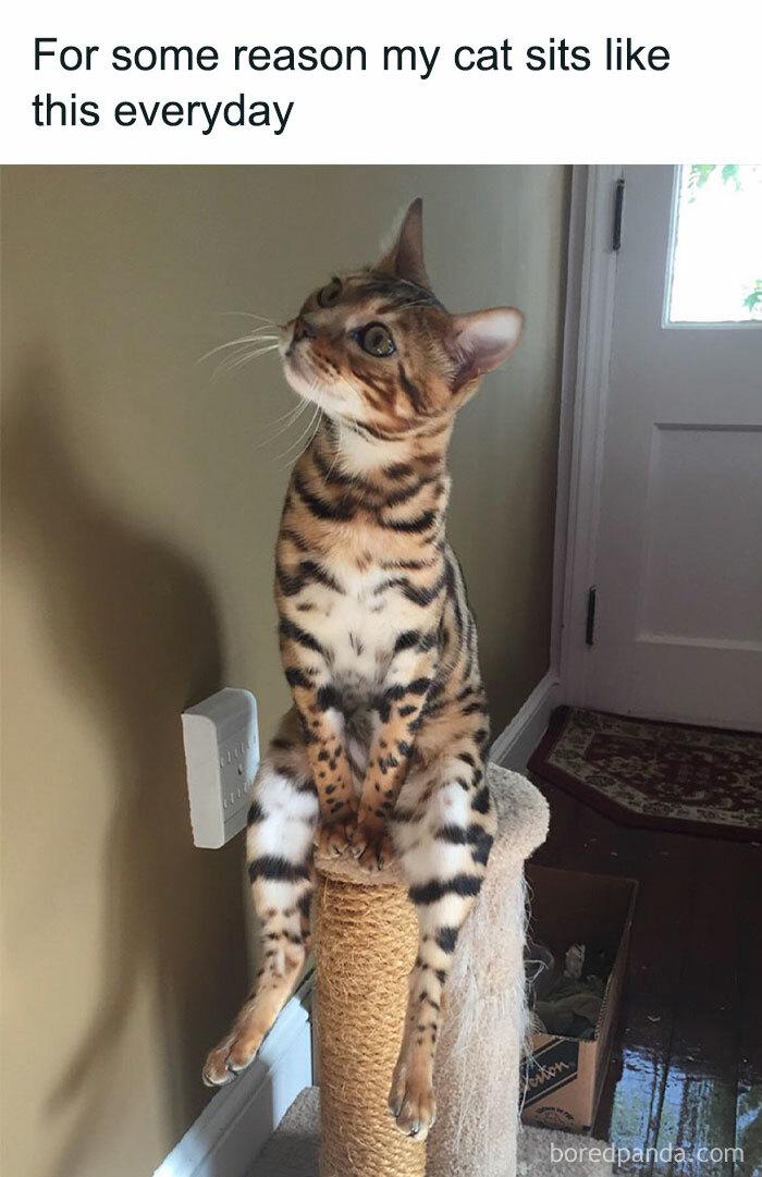 For some reason my cat sits like this everyday boredpanda.com